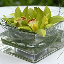 Orchidea